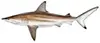 Blacktip Shark half day fishing Carolina Beach