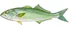 Bluefish charters Carolina Beach