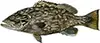 Grouper fishing charter Southport NC