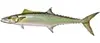 King Mackerel — aggressive strikes on live bait fishing trips
