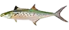 Spanish Mackerel fishing in Carolina Beach